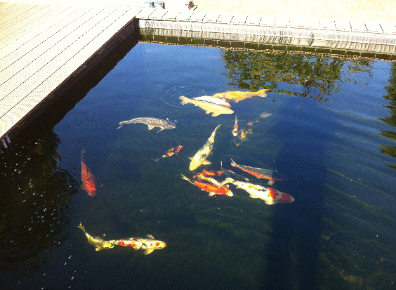 Teich 15.10.2011 015