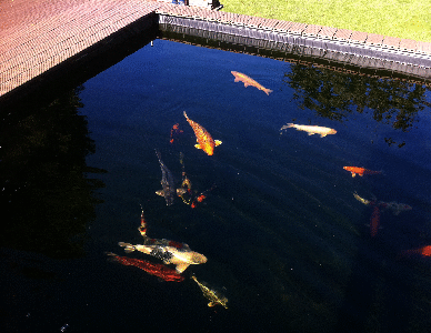 Teich 15.10.2011 016