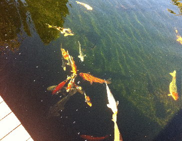 Teich 15.10.2011 019