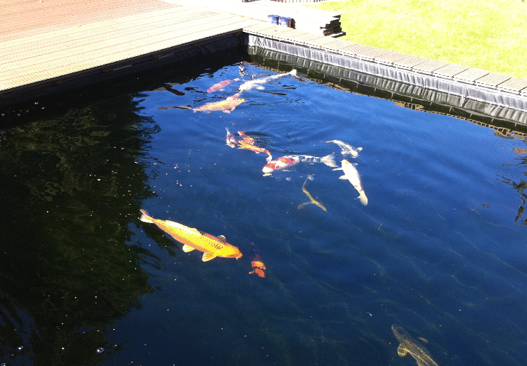 Teich 15.10.2011 026