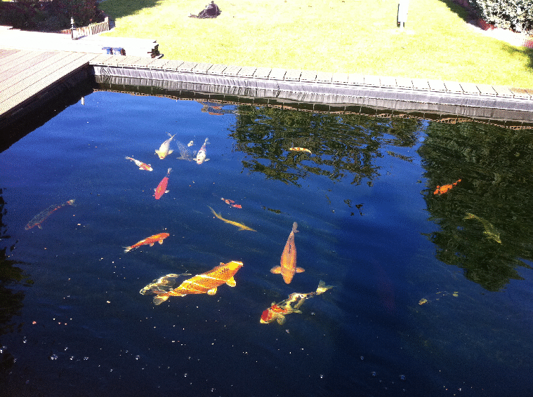 Teich 15.10.2011 031