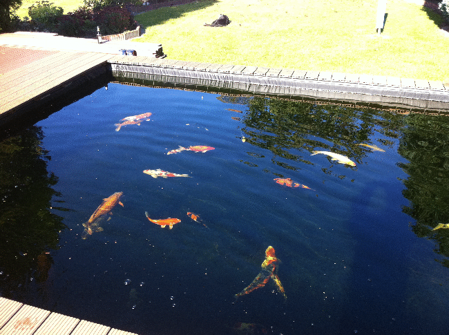 Teich 15.10.2011 032